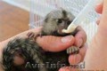 Vânzări maimuțe marmoset cu dimensiunea degetului dublu ....